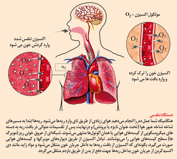 تصویر مرتبط
