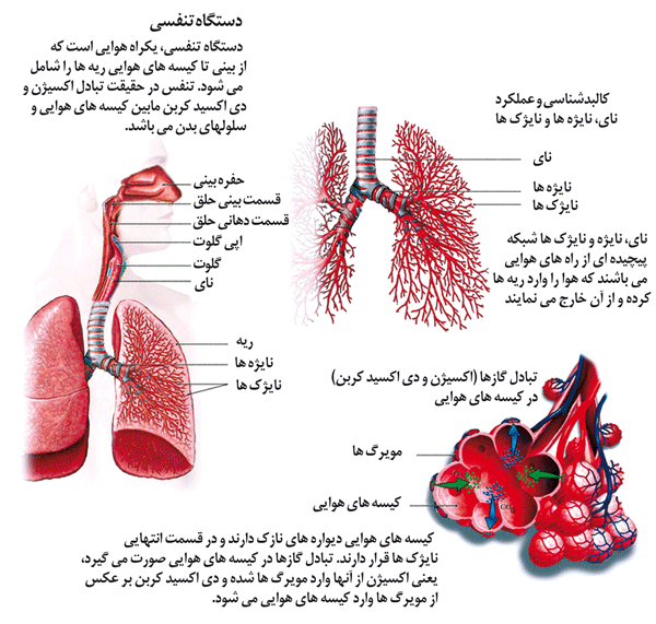 تصویر مرتبط